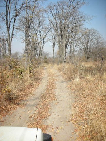 onourwayinthelinyatiareanearchobenationalparkbotswana.jpg