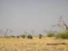 ostrichfemalessouthofsavutichobenationalparkbotswana_small.jpg