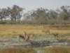 pukuanantilopespeciesthatismainlyfoundinzambiaandbotswana_small.jpg