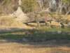pukumaleatxakanakamoremiwildlifereserveokavangodeltabotswana_small.jpg