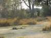 theelephantwasafeastforabout8lionswhowereeatinghimsince3daysmoremiwildlifereservebotswana_small.jpg