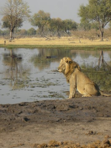 thelionsbellowgotreallybigfromthemanylitresofwaterhewasdrinking.jpg