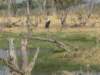 theokavangodeltaisknownforitsbirdlife_small.jpg