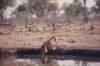 thirstymalelionatthekhwairiverokavangodeltabotswana_small.jpg