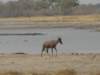 topimoremiwildlifereserveokavangodeltabotswana_small.jpg