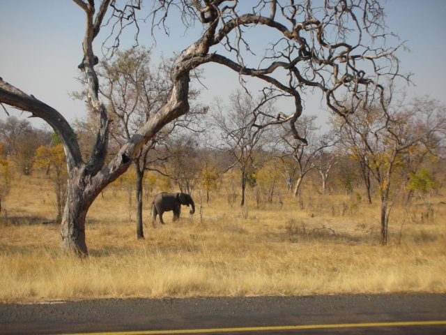 transitroadthroughchobenationalparkbotswana.jpg