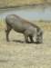 warthogkhwairiverokavangodeltabotswana_small.jpg