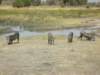 warthogskhwairiverokavangodeltabotswana_small.jpg