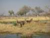 waterbuckskhwairiverokavangodeltabotswana_small.jpg