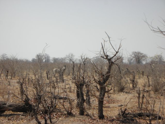 zebrasdohaveabitofcamouflagechobenationalparkbotswana.jpg