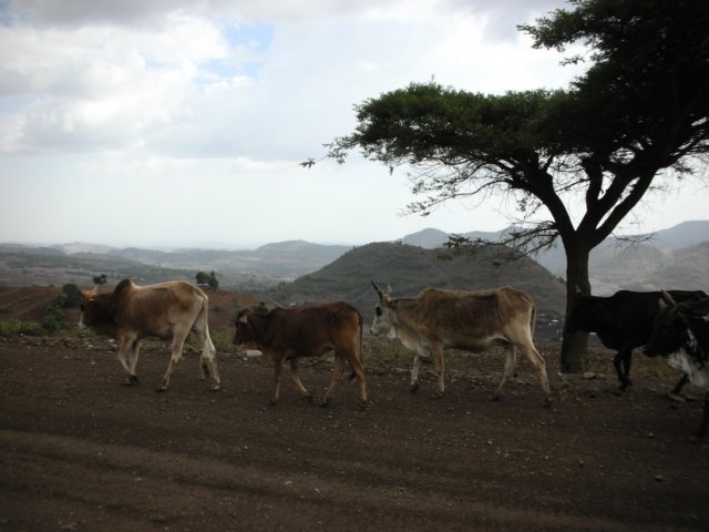 enroutefromgondertothenorththereareverymanycowsinethiopiaalsoonthestreet.jpg