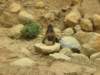 geladababoondrinkingwaterinsimienmountainsnationalparknorthernethiopia_small.jpg