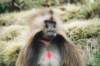 geladababoonsarealsocalledbleedingheartbabooninfactitisnotababoonatallitmakesupitsowngenusofmonkey_small.jpg