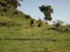 geladababoonsdoingmorningexerciseatchenekcampsimienmountainsnationalparknorthernethiopia_small.jpg