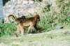 geladababoonsinsimienmountainsnationalparknorthernethiopia2_small.jpg