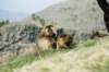 geladababoonsinsimienmountainsnationalparknorthernethiopia3_small.jpg