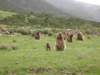 geladababoonsnearchenekcampsimienmountainsnationalparknorthernethiopia_small.jpg