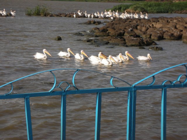 laketanathesourceofthebluenileishometopelicans.jpg