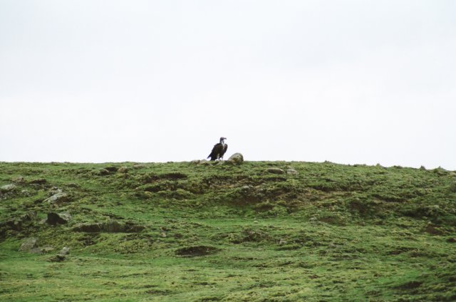 lammergeyersalsoliveinthesimienmountains.jpg