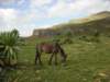 mulesareacommonsightinnorthernethiopia_small.jpg
