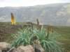 northernethiopiasimienmountainsnationalparkredhotpokerflowerstheygrowoveraltitudesof3000m_small.jpg