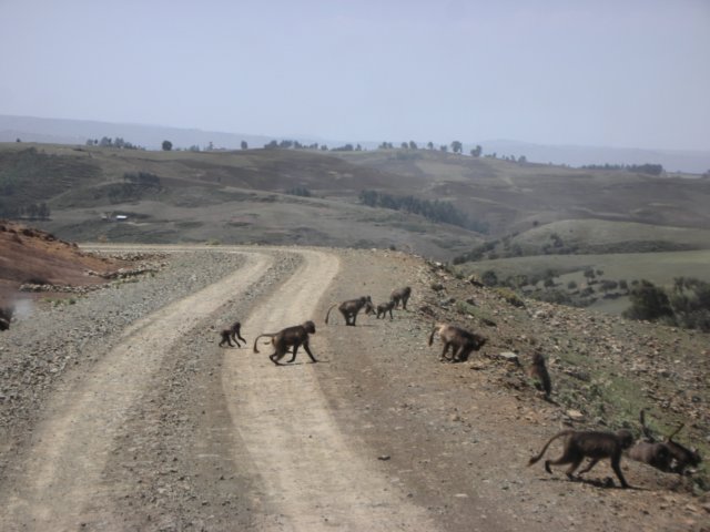 northernethiopiasimienmountainsnationalparkseveralgroupsoftheendemicgeladababoonlivehere.jpg