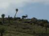 northernethiopiasimienmountainsnationalparkwaliaibex4_small.jpg
