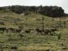 northernethiopiasimienmountainsnationalparkwaliaibex_small.jpg