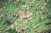northernethiopiasimienmountainsnationalparkwaliaibexatypeofmountaingoatsimilartosteinbckeinthealps2_small.jpg