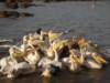 pelicansbeinggivensomefishonlaketanainbahirdarnorthernethiopia_small.jpg