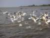 pelicansonlaketanabahirdarnorthernethiopia_small.jpg