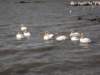 pelicansonlaketanainbahirdarnorthernethiopia_small.jpg