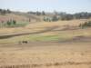 wesawhunderdsoffieldsbeingplowedbyhorsesdonkeysorcows_small.jpg