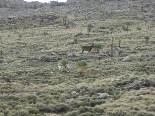 wewerehappytoseeaherdof16waliaibexfrombelownotfarfromtheroad.jpg