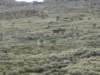 wewerehappytoseeaherdof16waliaibexfrombelownotfarfromtheroad_small.jpg
