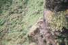 wewerehappytoseetheendemicwaliaibexfromaboveinsimienmountainsnationalparknorthernethiopia_small.jpg