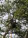 monkeyinnechisarnationalparksouthernethiopia_small.jpg