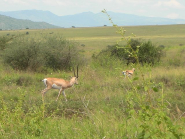 nechisarnationalparksouthernethiopia.jpg