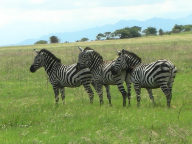 nechisarnationalparksouthernethiopia6.jpg