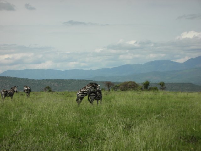 nechisarnationalparksouthernethiopia7.jpg