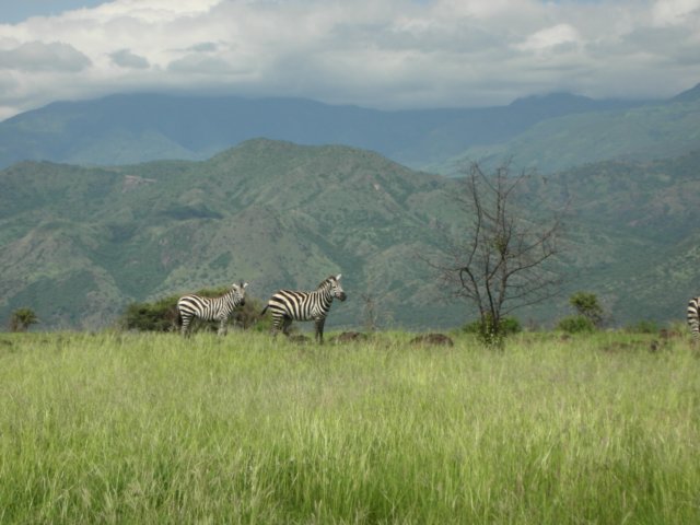 nechisarnationalparksouthernethiopianechisarmeanswhitegrasswhichisseenonaplainabovelakesabayaandchamo.jpg