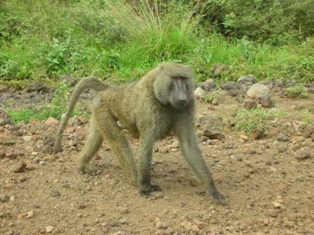 ontheroadfromarbaminchtokonsosouthernethiopiathebaboonsweremoreusedto.jpg