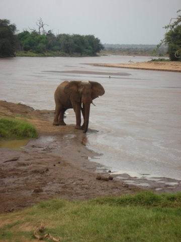 africanelephantshavelargerearsthanasianelephantssamburunationalparknorthernkenya.jpg