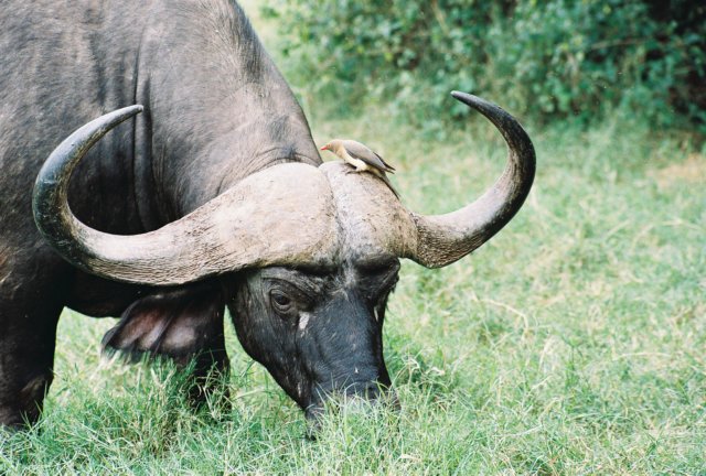 buffalosoftenhavebirdspickingonthemsamburunationalreservekenya.jpg