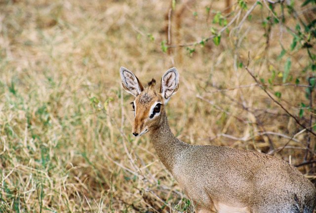 dikdiksarecommonalloverkenyabutalwaysdifficulttotakepicturesof.jpg