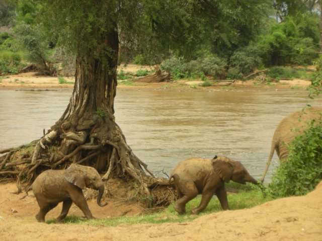 ewasongiroriversamburunationalreservenorthernkenya3.jpg