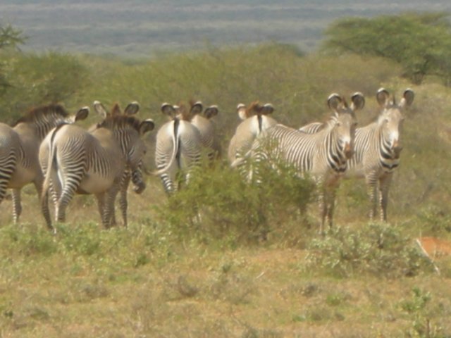 graveyzebrashavebiggerearsandmorestripesthanthemorecommonburchellzebras.jpg
