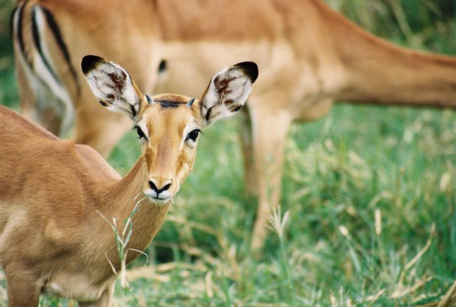 impalasarethemostfrequentanimalswesawinthenationalparks.jpg