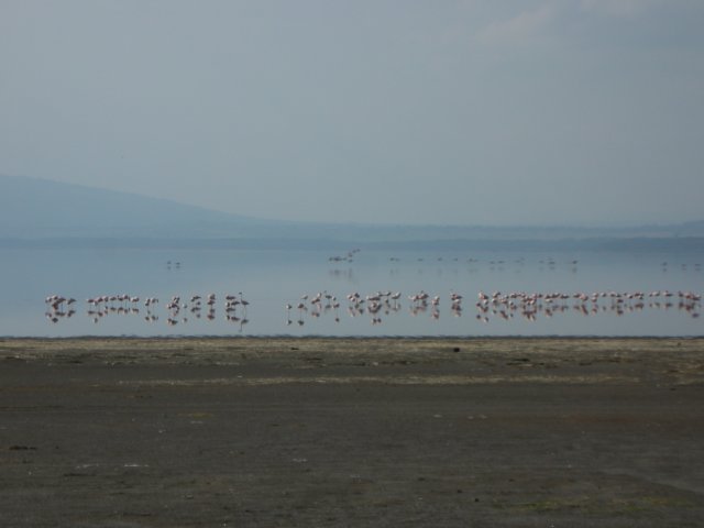 lakenakurukenya6.jpg