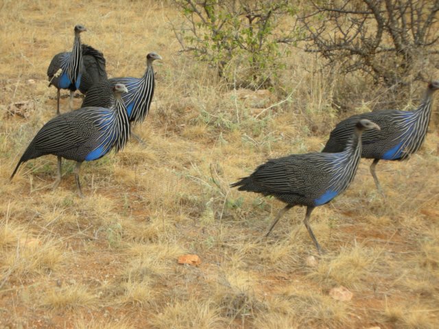 naturehascreatedsomenicelookingcreaturesthesewildchickensarecommoninkenya.jpg